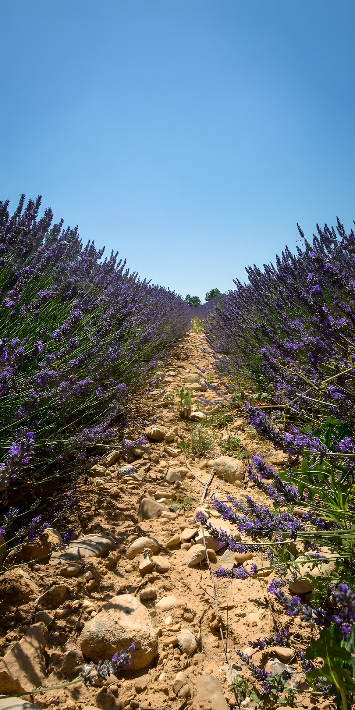 Sunlit path through lavender