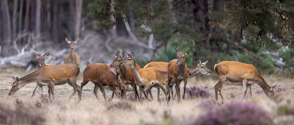 Deer grazing at the woodland edge