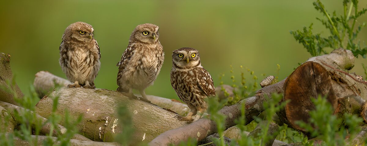 Three owls at rest on a fallen log