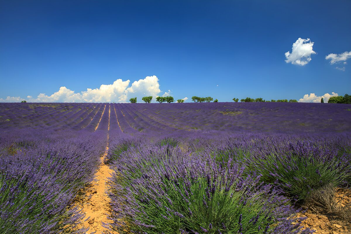 Lavender rows reach for the clouds