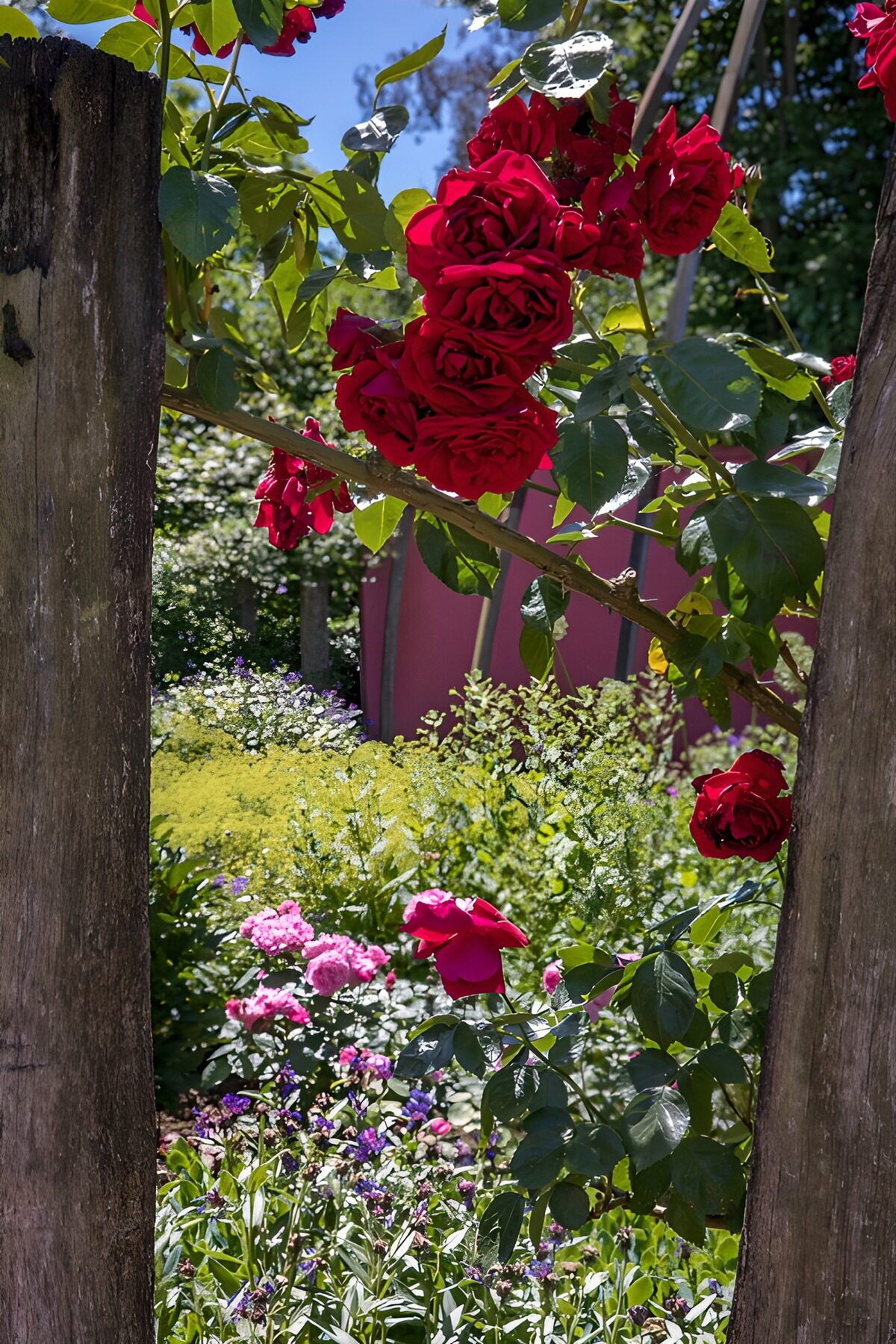 Red climbing roses between weathered posts