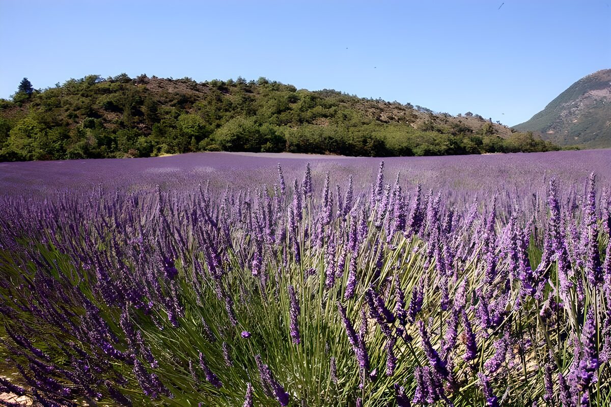 Sunlit lavender field and rocky hills