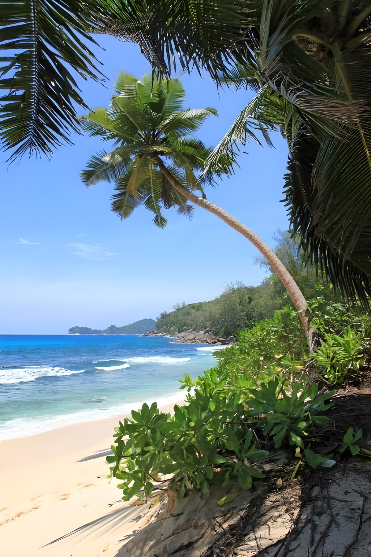 Sunlit beach with a leaning palm