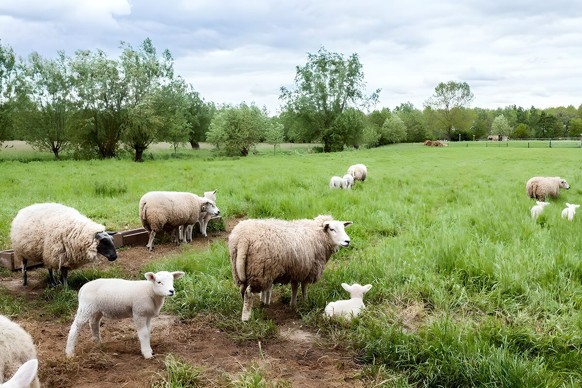 Sheep and lambs in a quiet green pasture