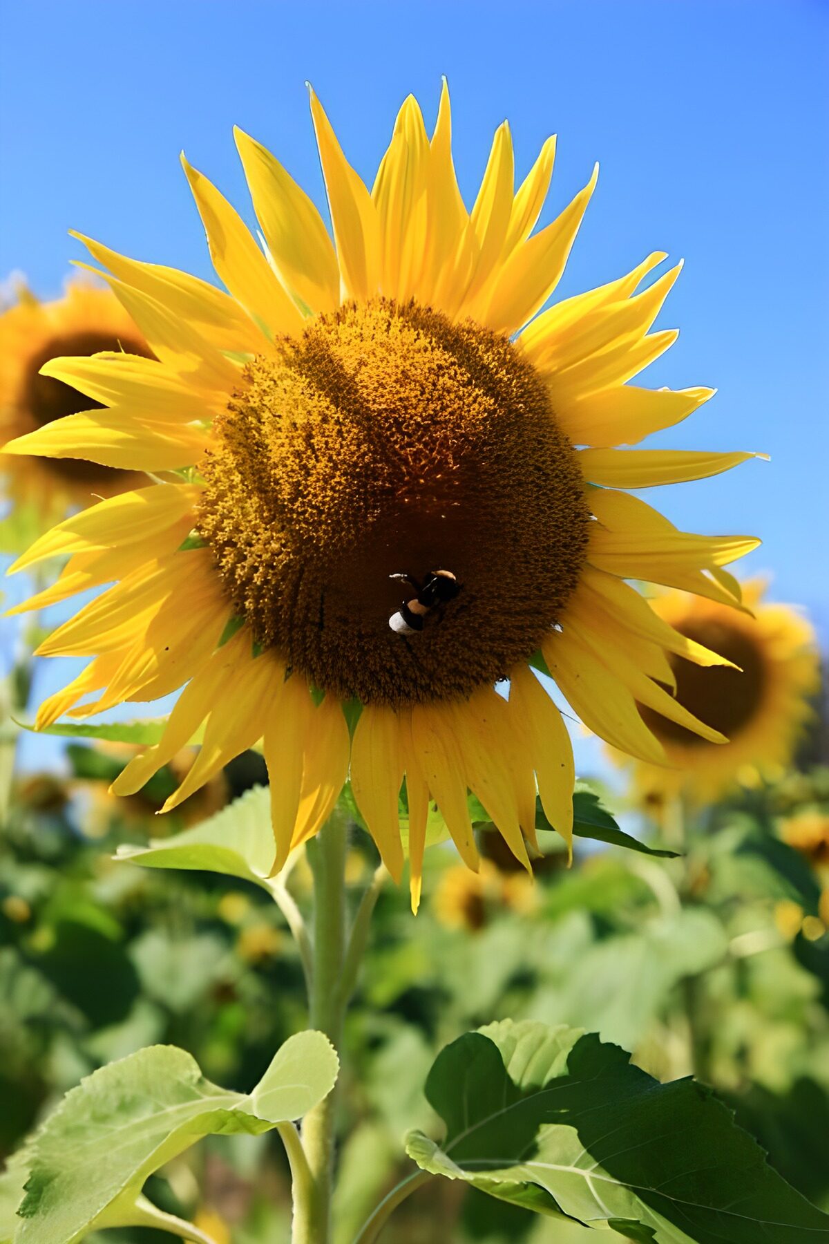 Sunflower and bee in bright sunshine