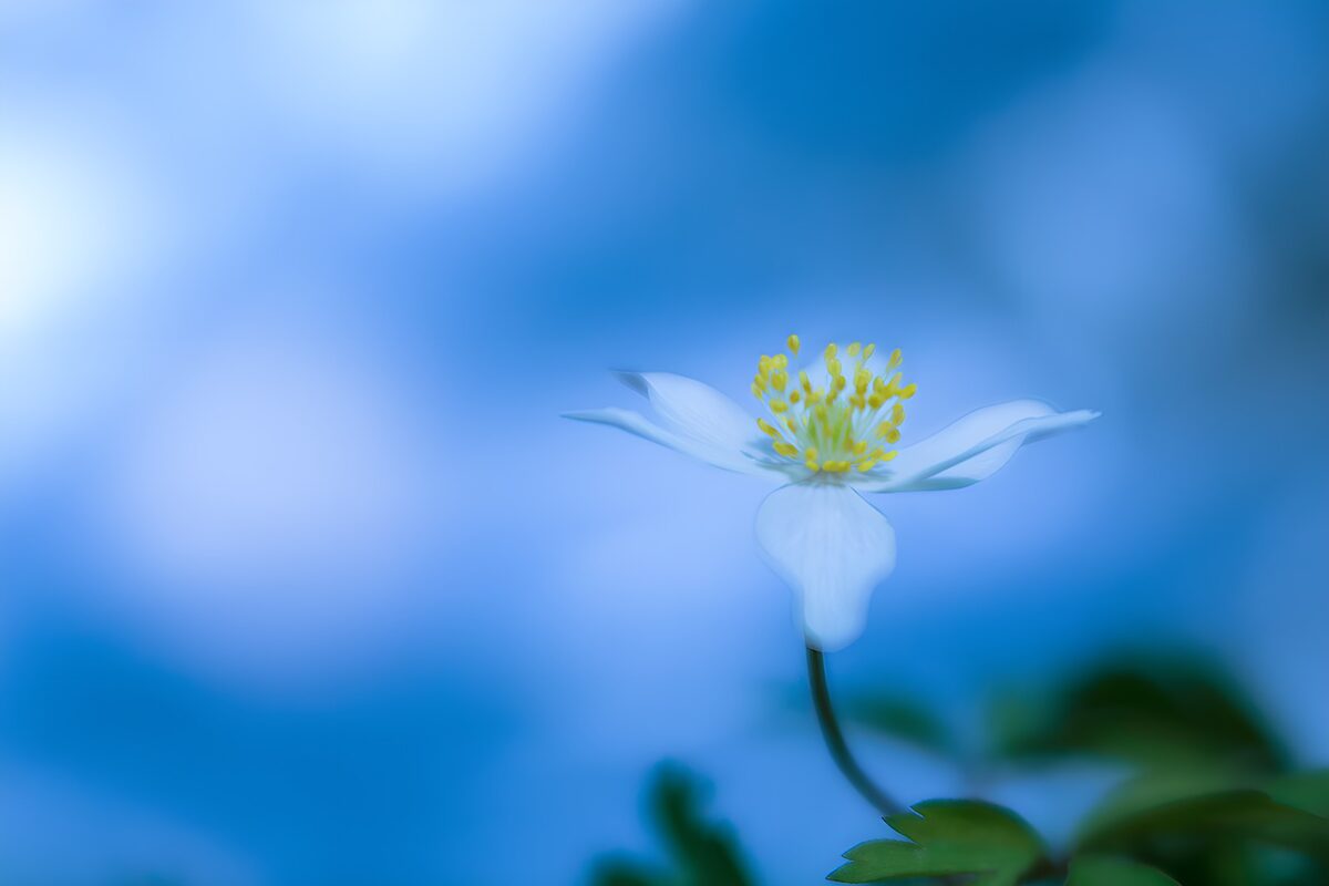 White wood anemone in a blue haze