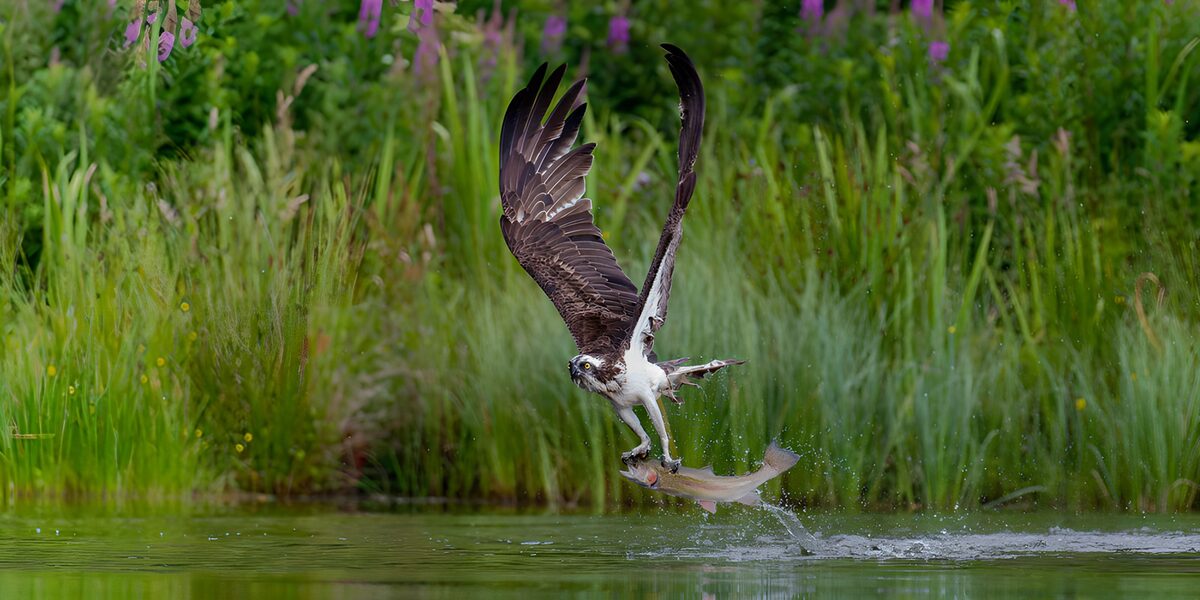 Osprey lifts a fish from rippling water