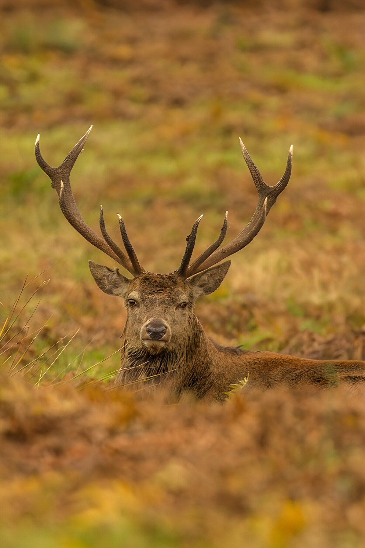 Red deer stag in autumn bracken