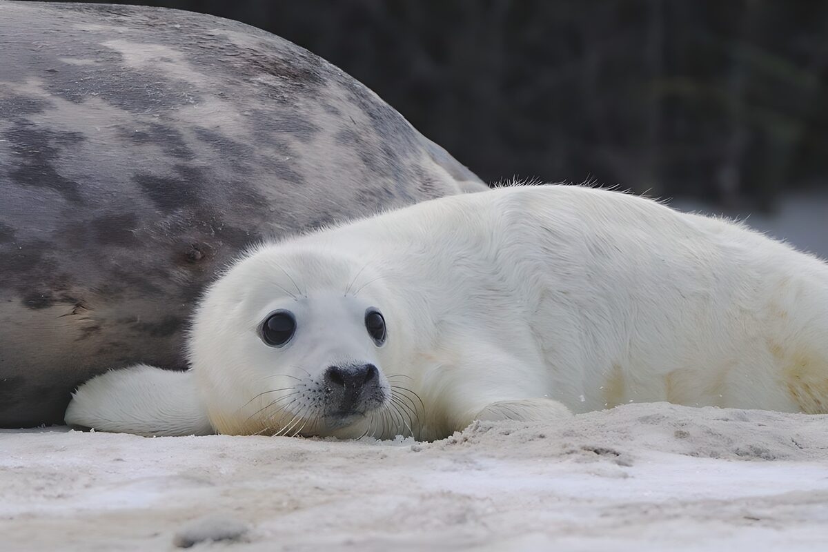 White seal pup resting beside a larger seal