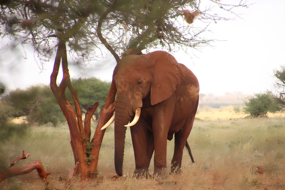 Dusty elephant beside a split tree