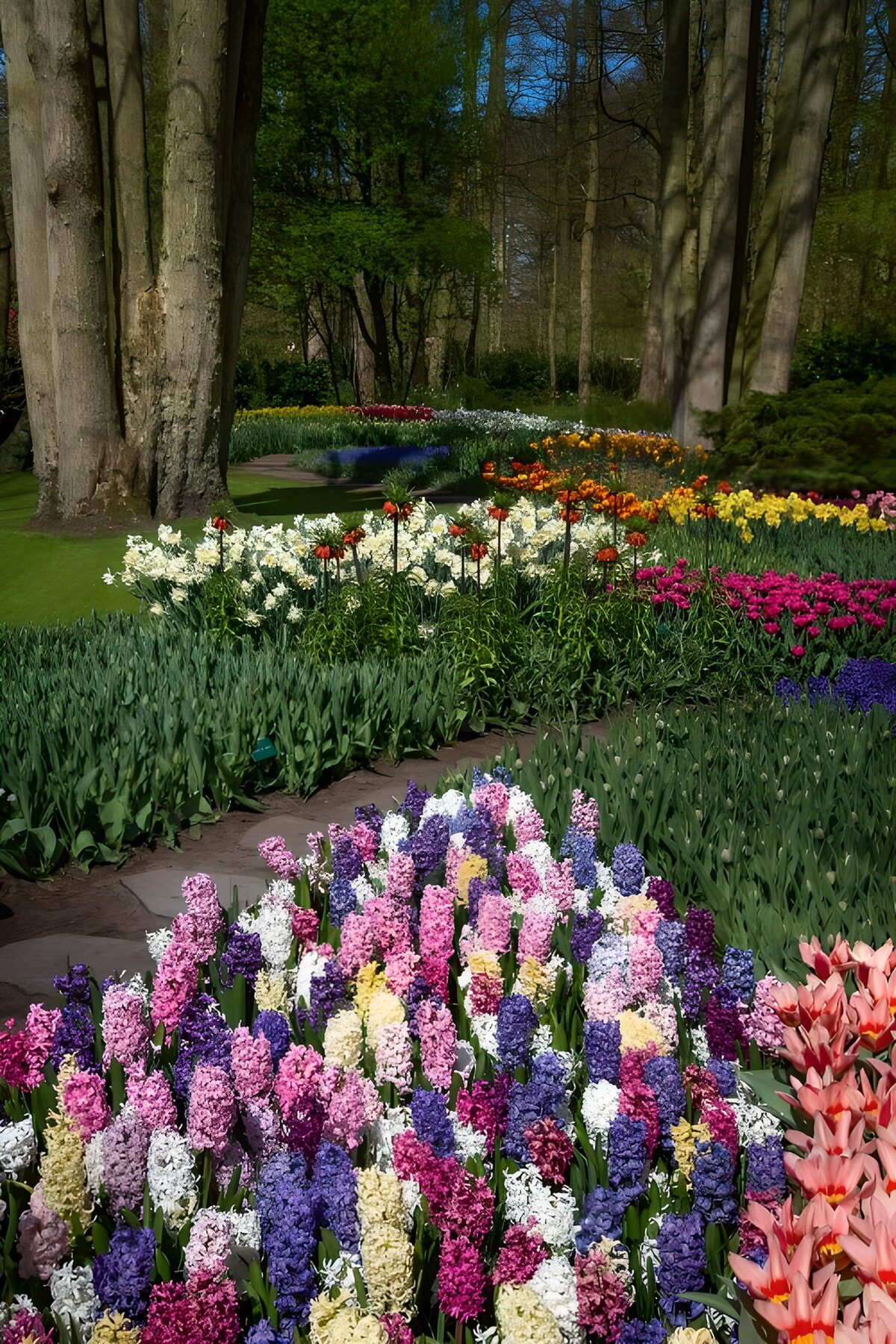 Spring hyacinths beneath sunlit trees