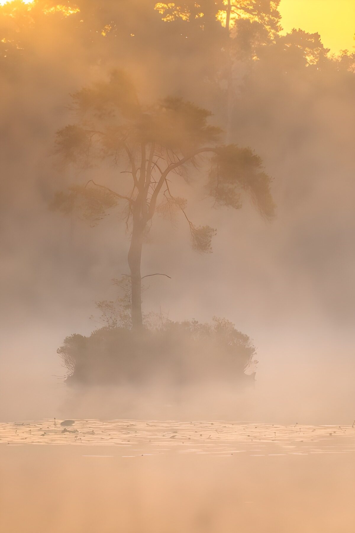 Lone tree on an island in golden mist