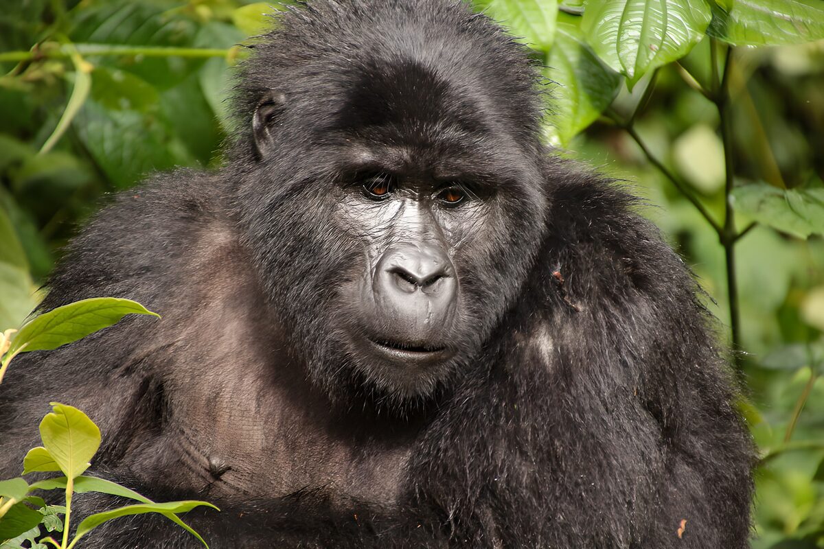Gorilla portrait in sunlit green