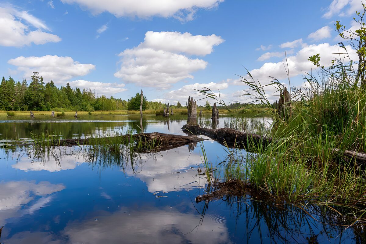 Woodland pool beneath billowing clouds
