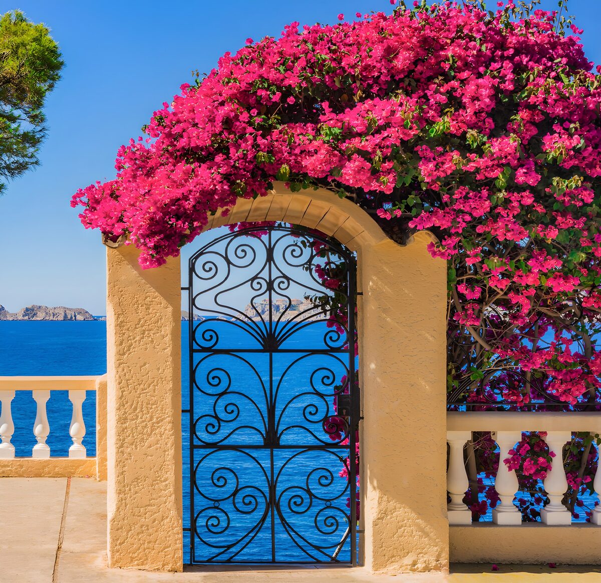 Sunlit iron gate beneath pink bougainvillea