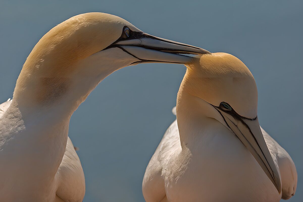 Two northern gannets in a tender moment