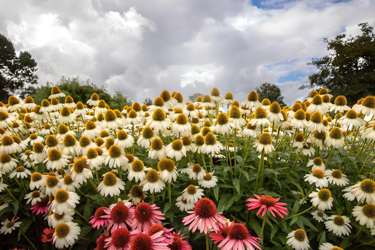 White and pink coneflowers beneath clouds