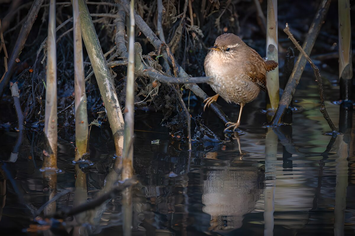 Brown bird among reeds and dark water