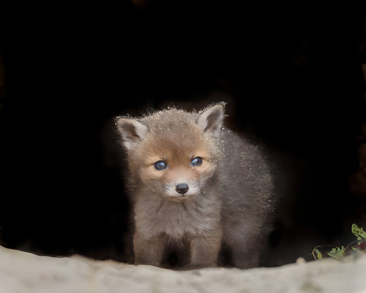 Fluffy fox cub at its quiet burrow