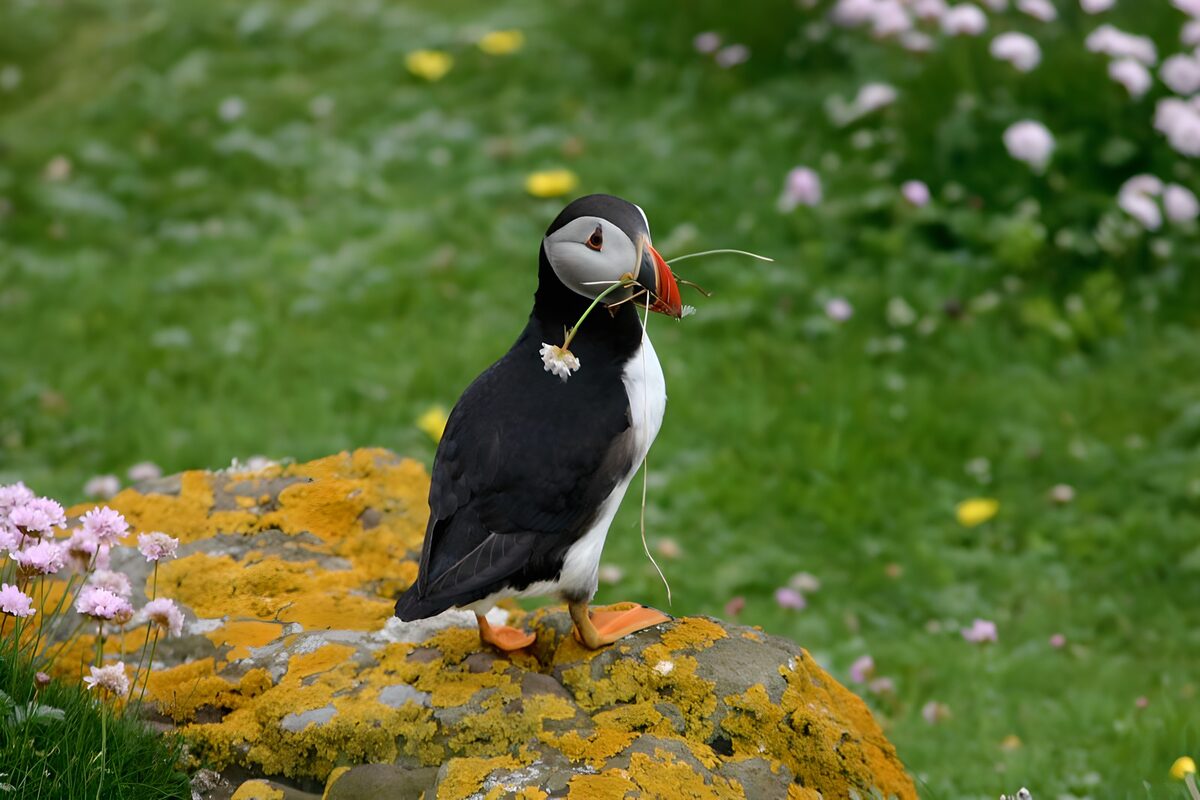 Atlantic puffin with a delicate pink flower