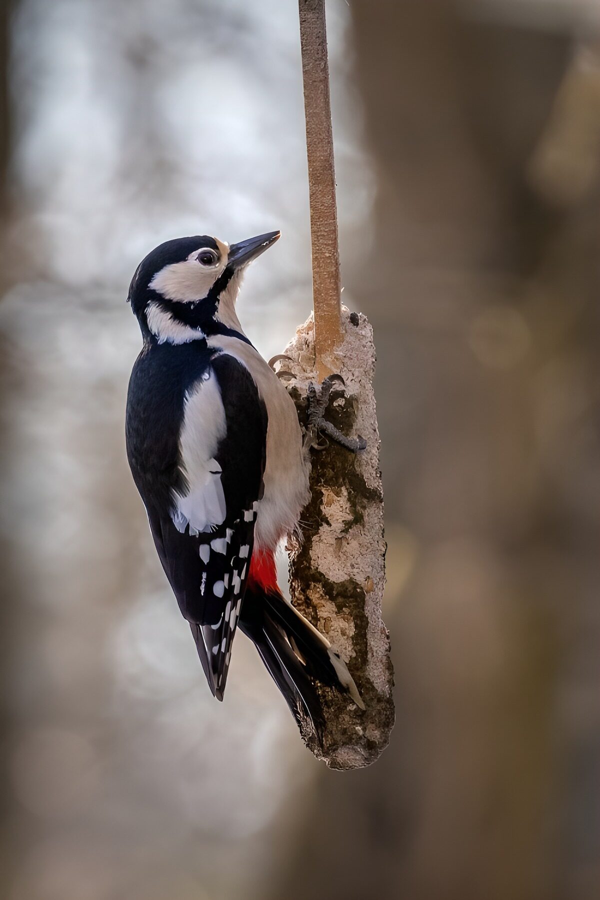 Watchful woodpecker on a hanging feeder