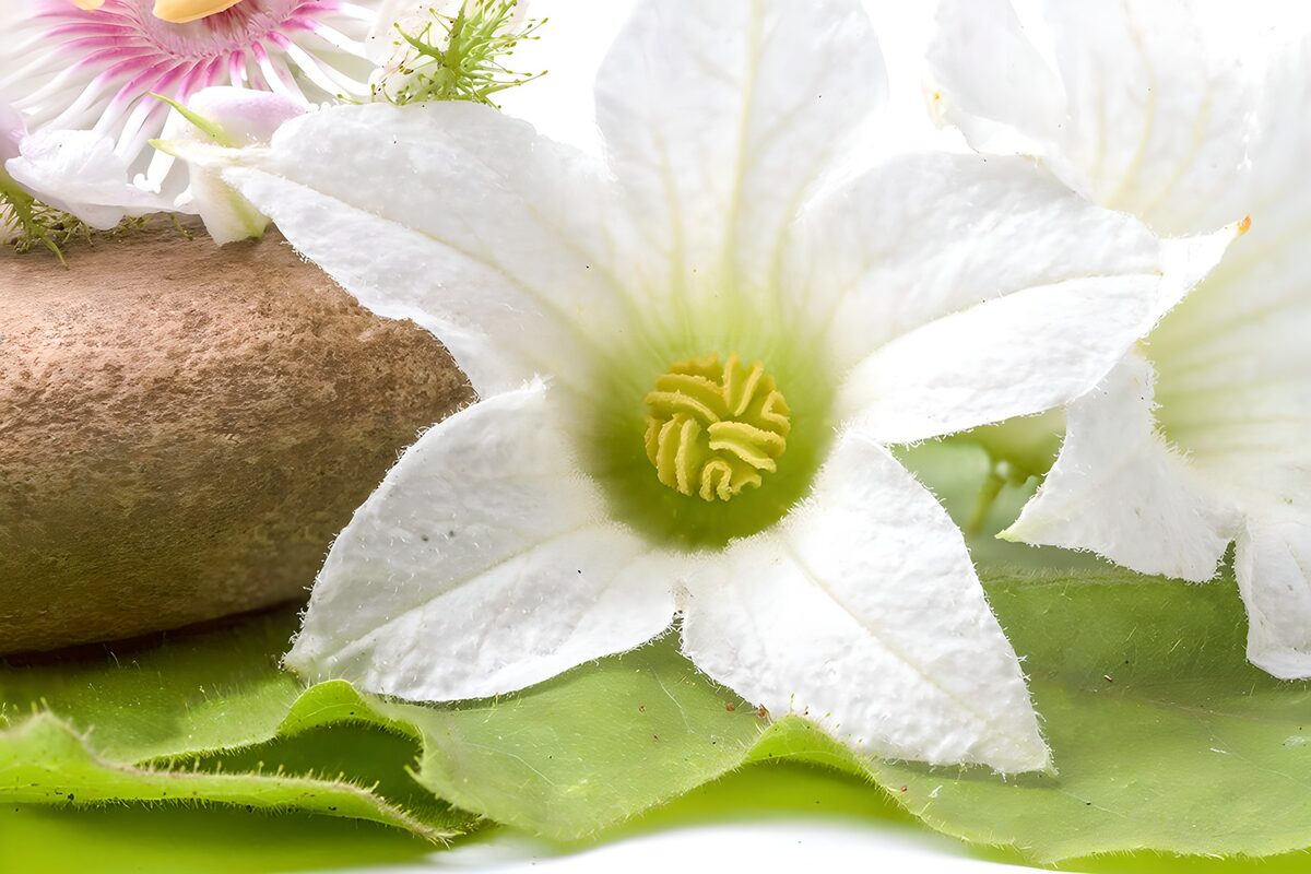 A white flower in a hush of green
