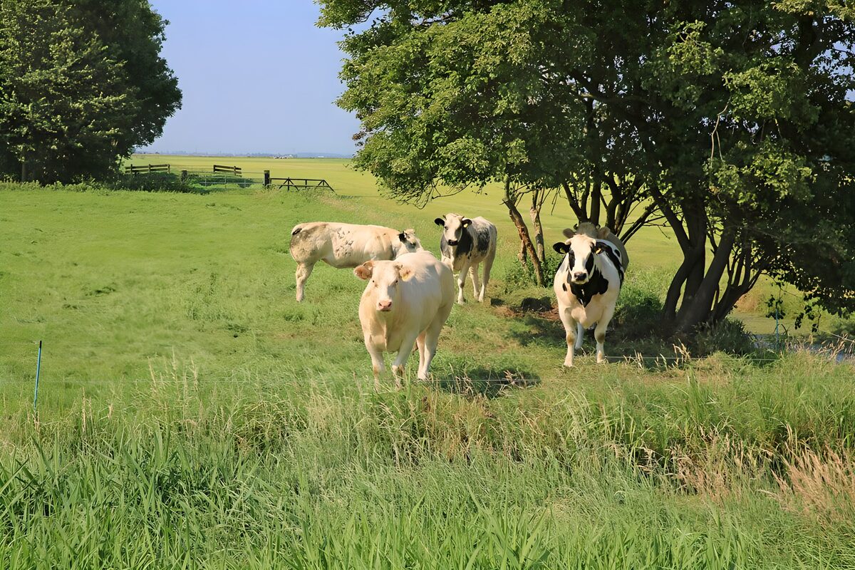 Cattle in a sunlit green pasture