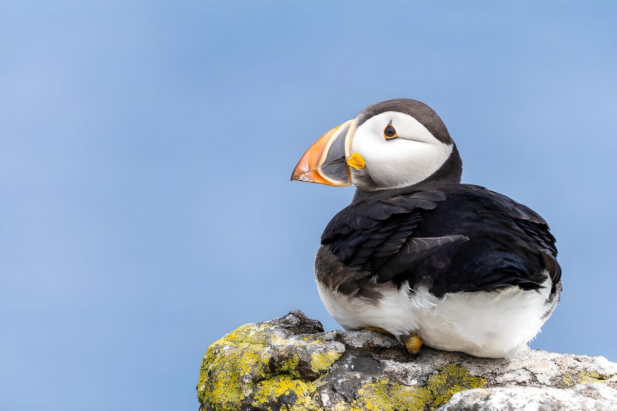 Atlantic puffin at rest on a lichen rock