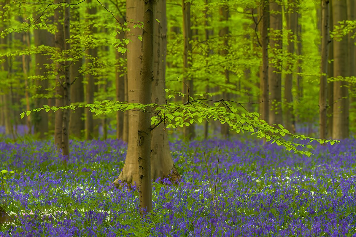Bluebell woodland in soft spring light
