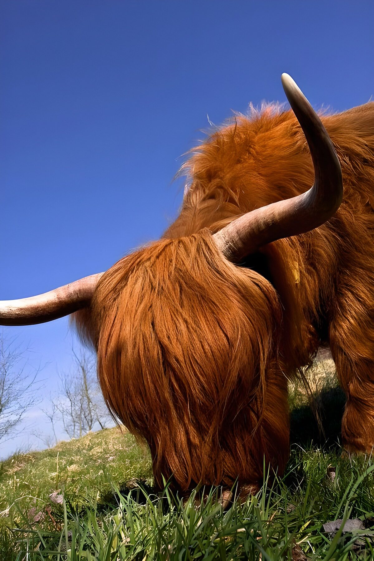 Highland cow grazing in the sunshine