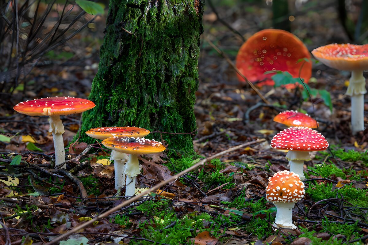 Fly agarics at a mossy tree’s feet