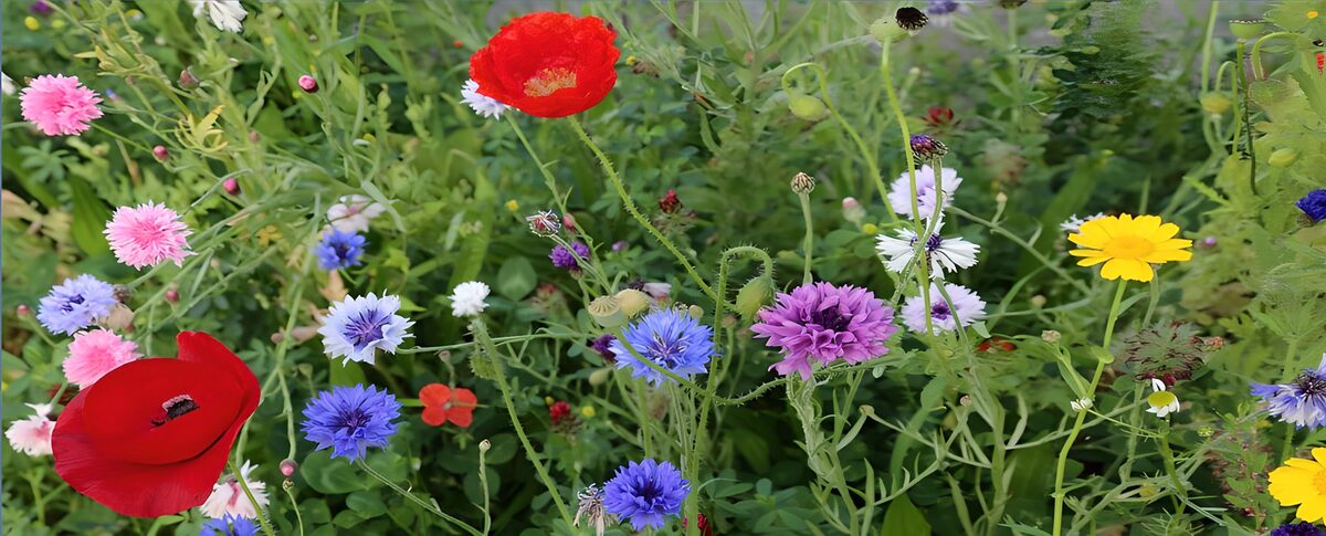 Red poppies and cornflowers in full bloom
