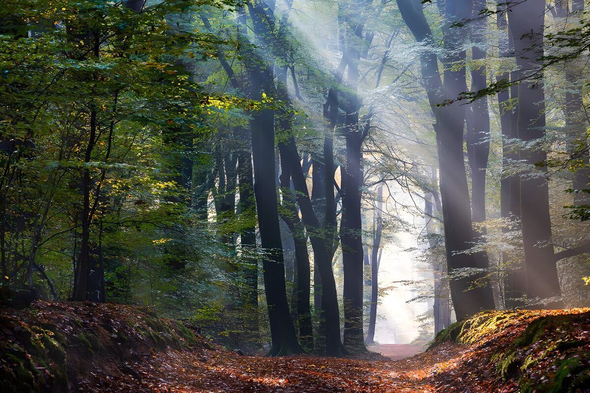 Sunbeams on a leaf-strewn woodland path