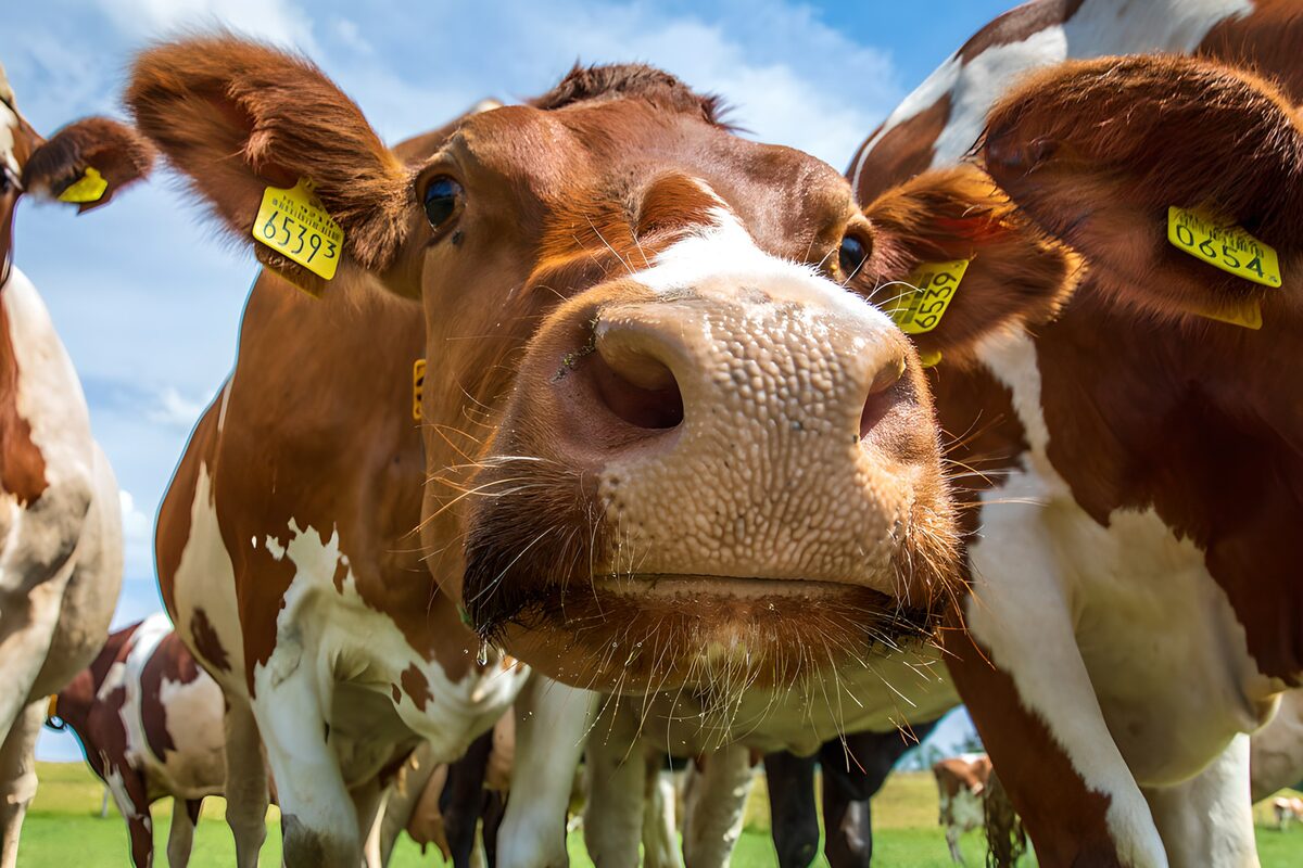 Brown-and-white cow, nose to the camera