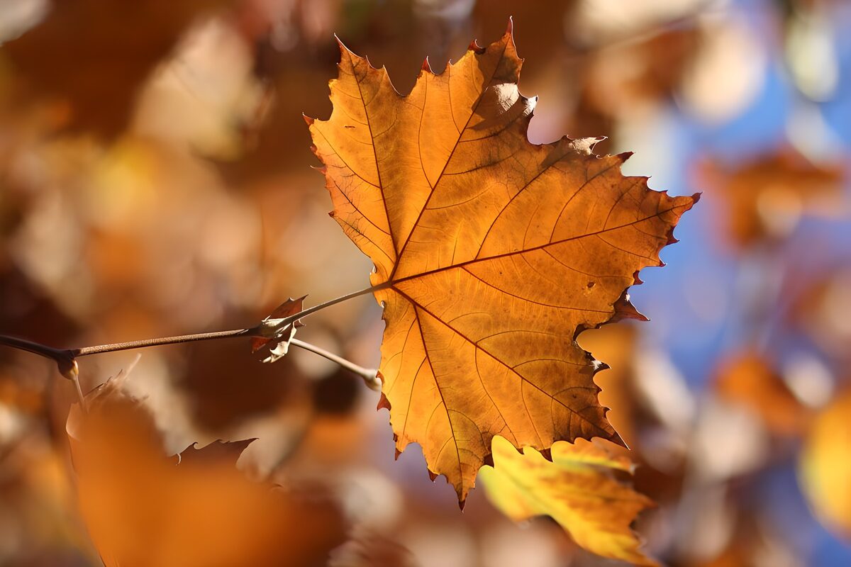 Golden-orange leaf in warm sunlight