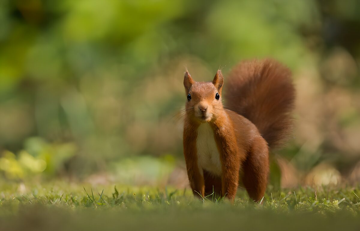 Red squirrel, upright and alert