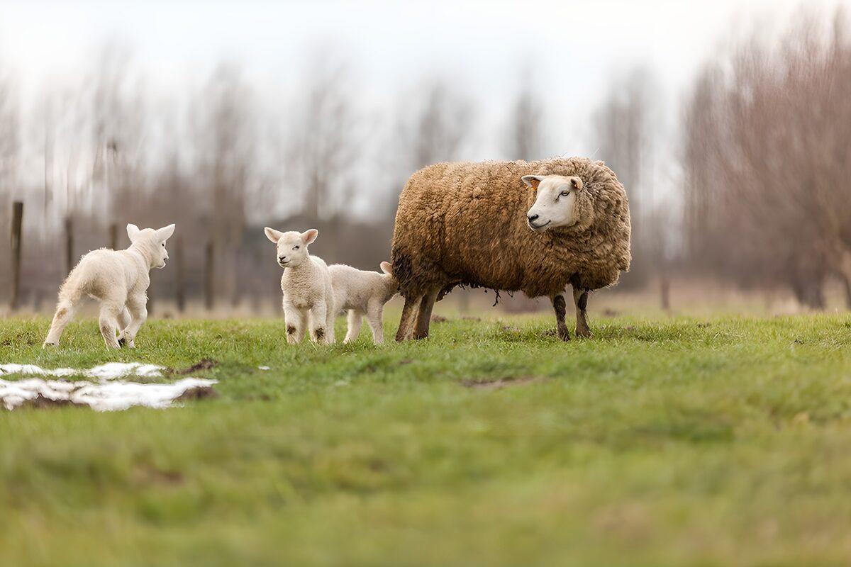 Brown ewe and three lambs, all at ease
