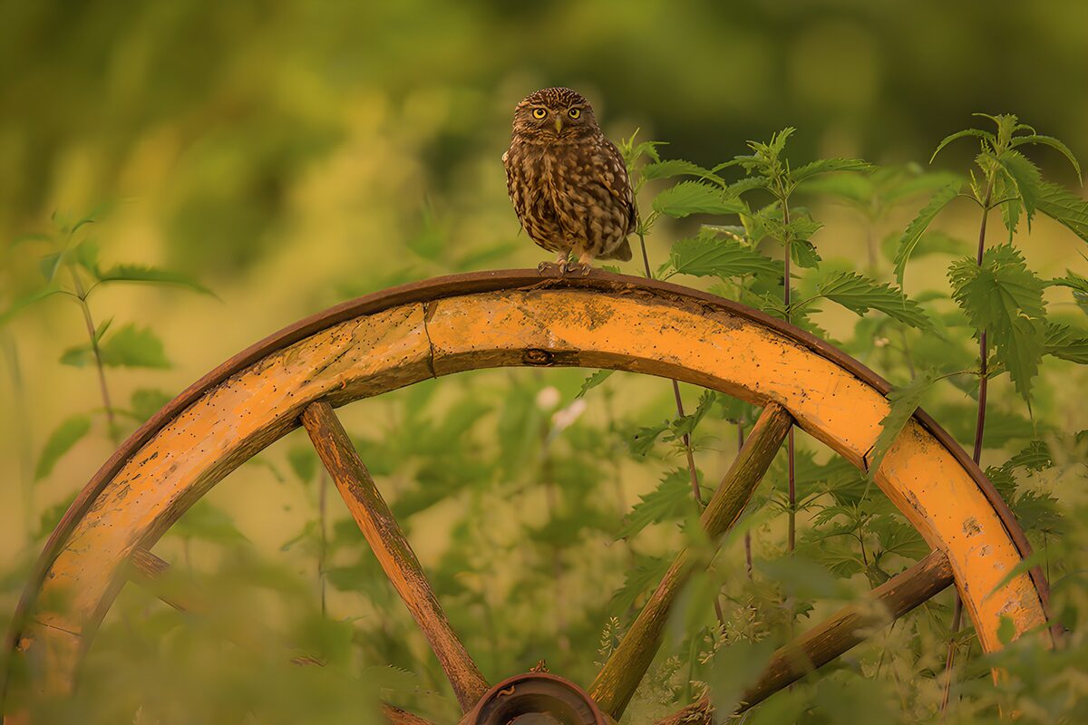 Little owl on a weathered wagon wheel