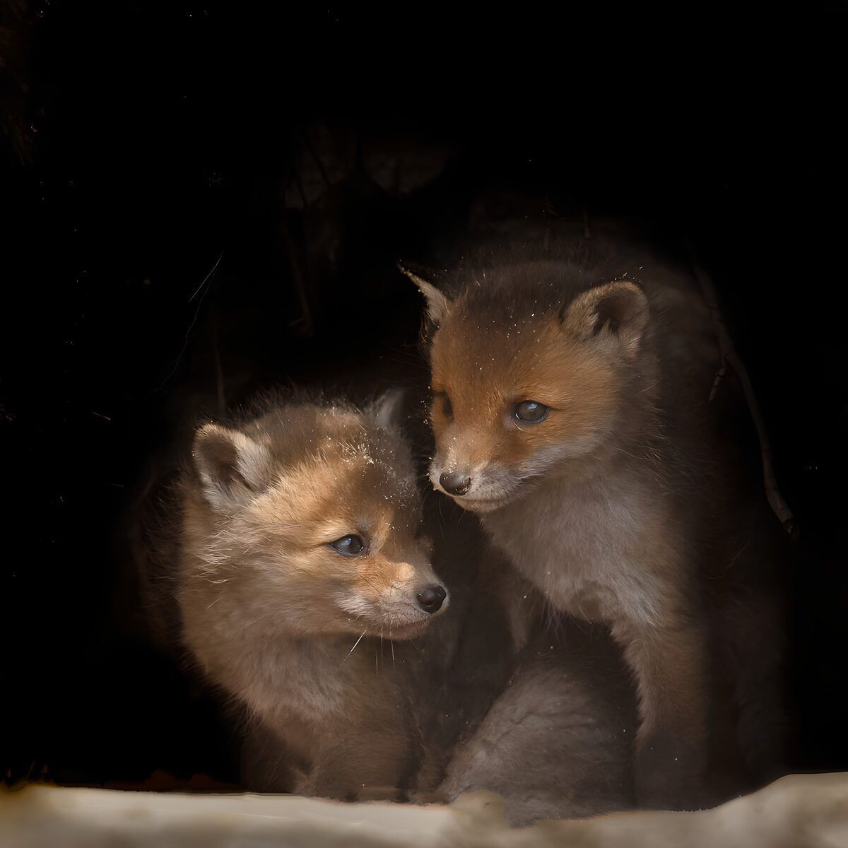 Two fox cubs nestled in the dark