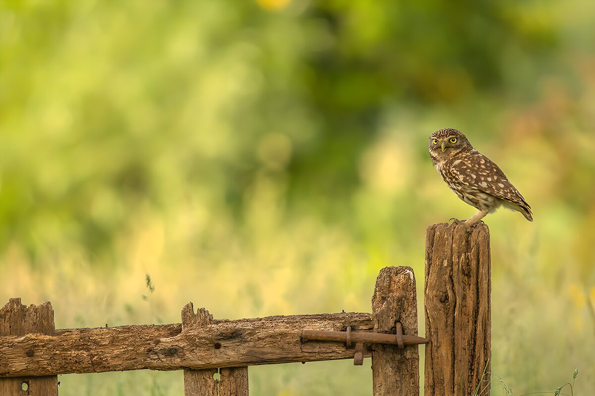 Little owl in a haze of green and gold