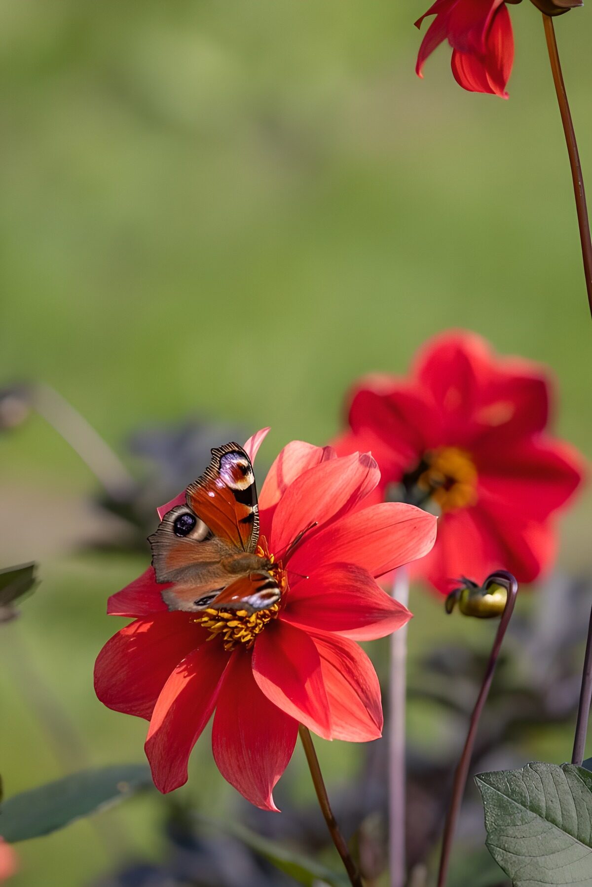 Peacock butterfly on a sunlit red dahlia
