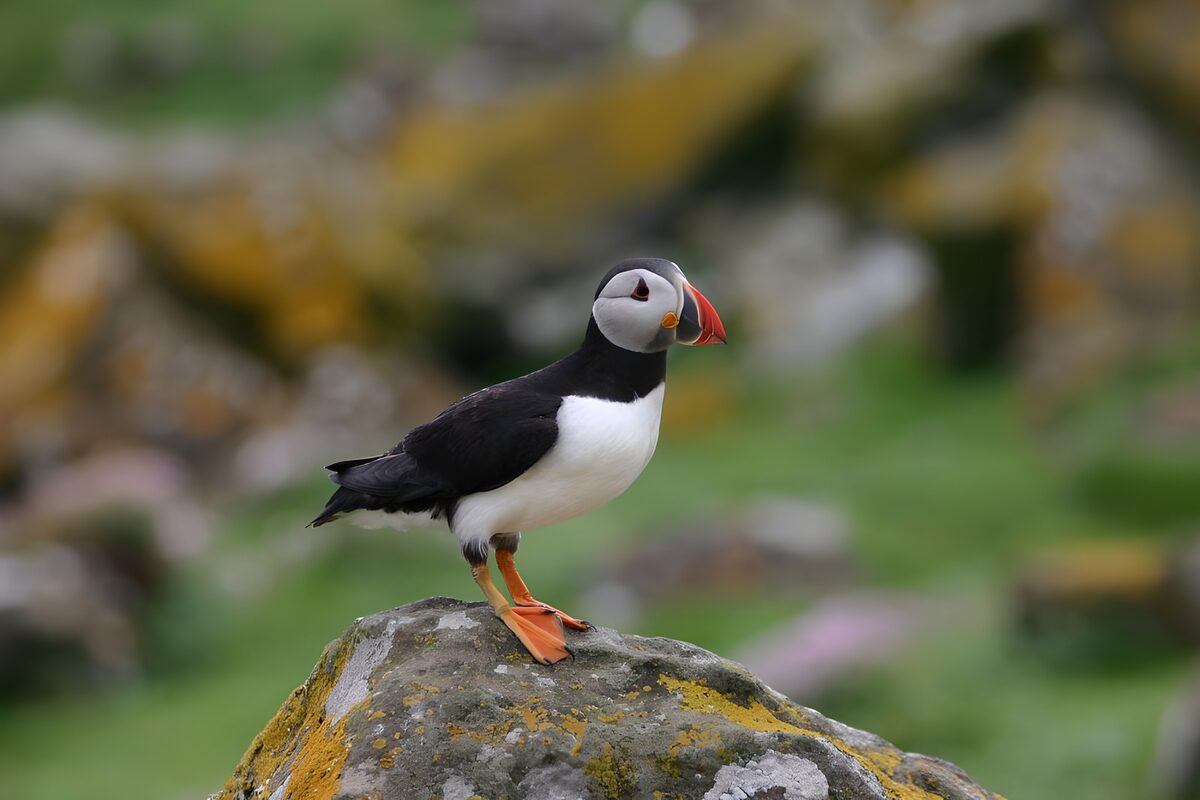 Atlantic puffin on a lichen-covered rock