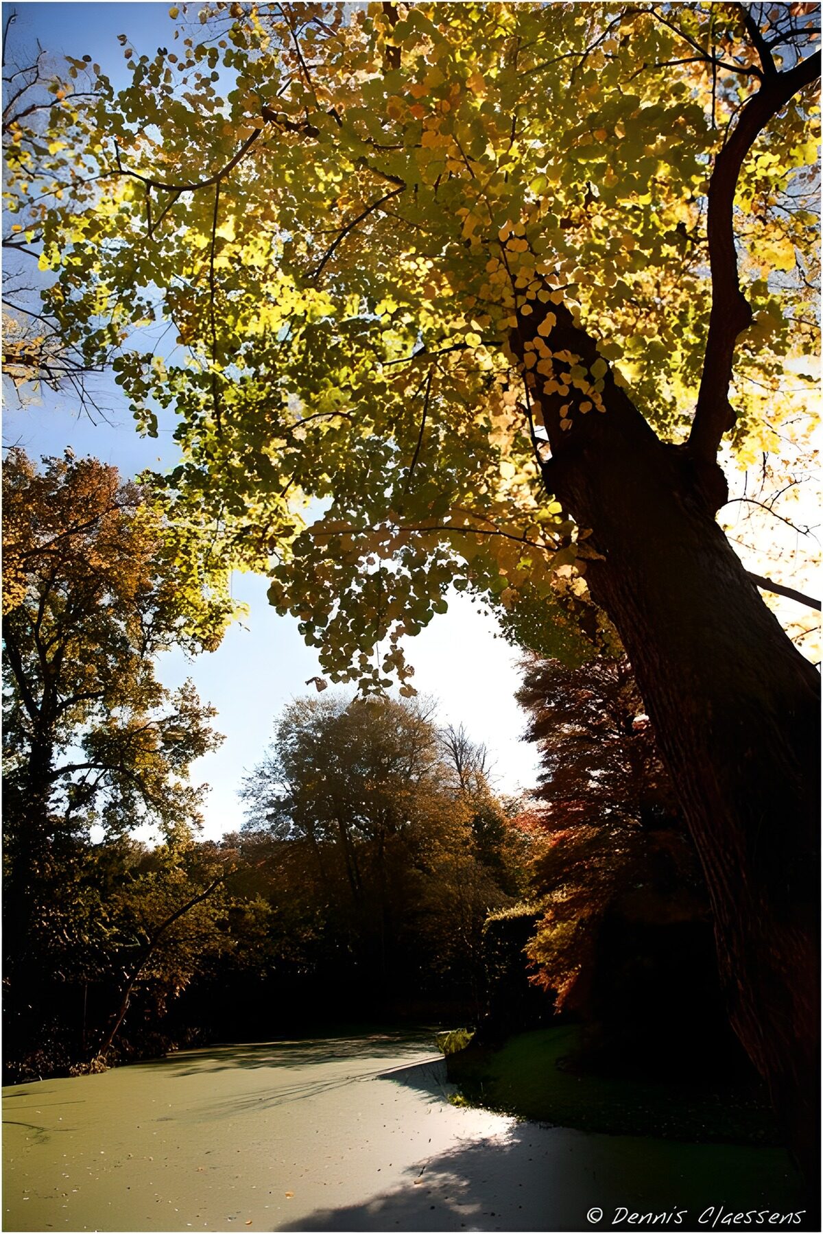 Sunlit autumn trees beside a green pond