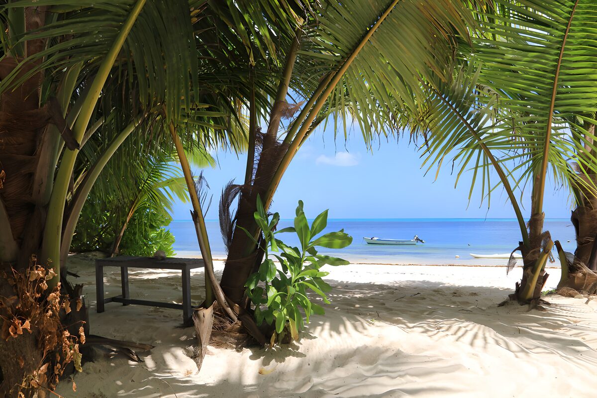 Tropical beach in the shade of palms