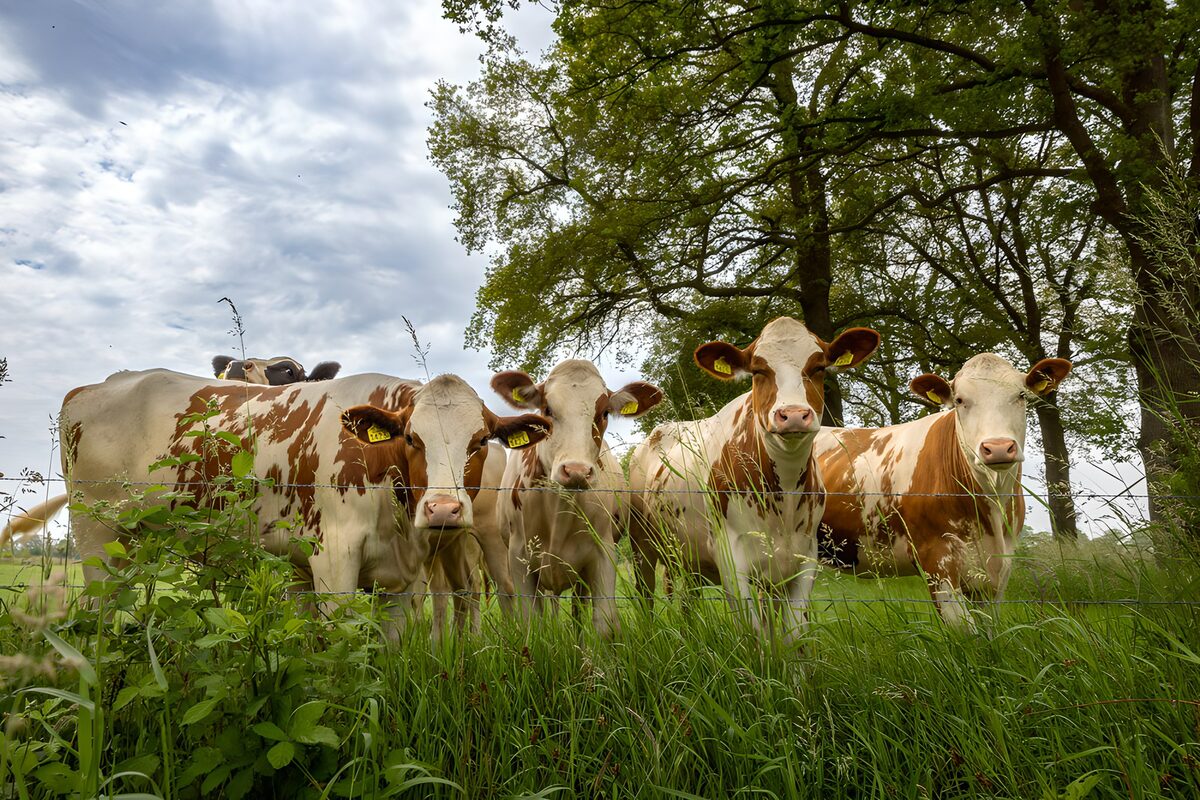 Brown-and-white cattle in quiet pasture
