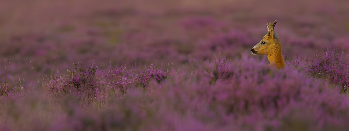 Watchful roe deer in purple heather