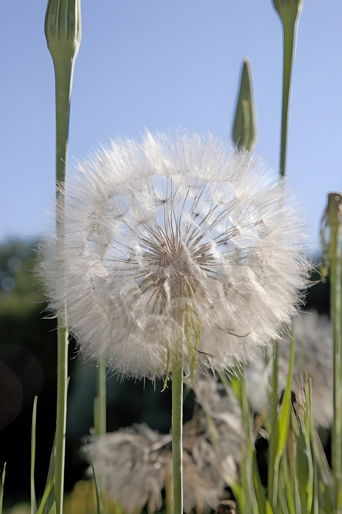 Sunlit seed head against blue sky