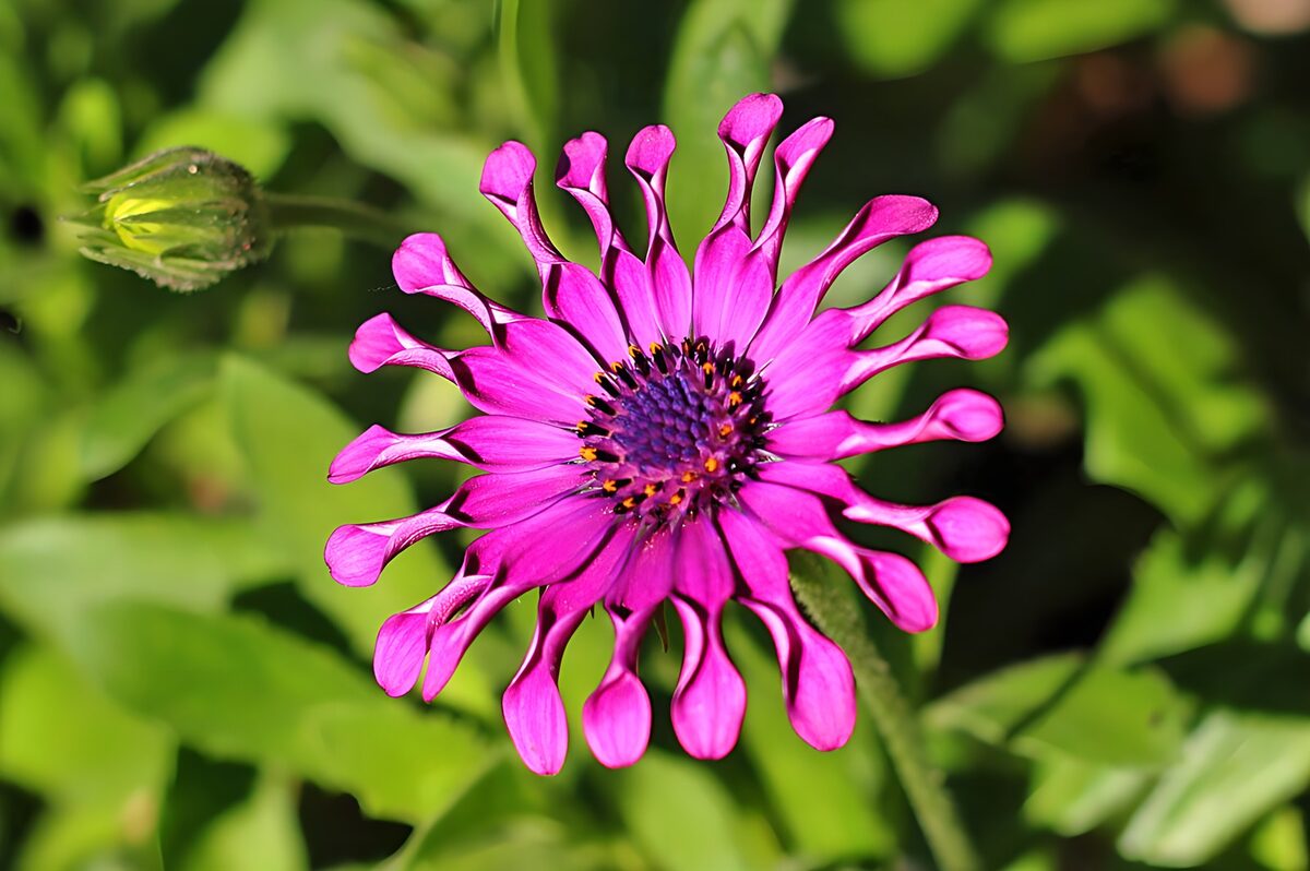 Pink African daisy in bright sunlight