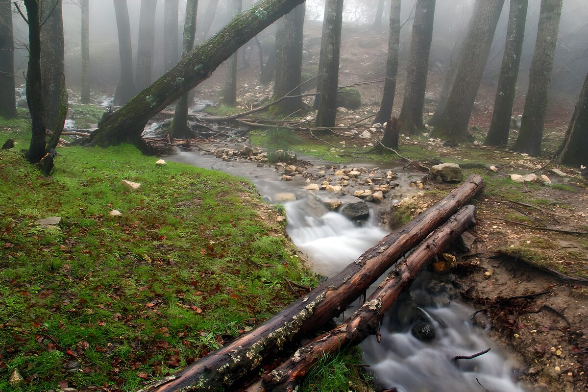 Rocky stream in a misty forest