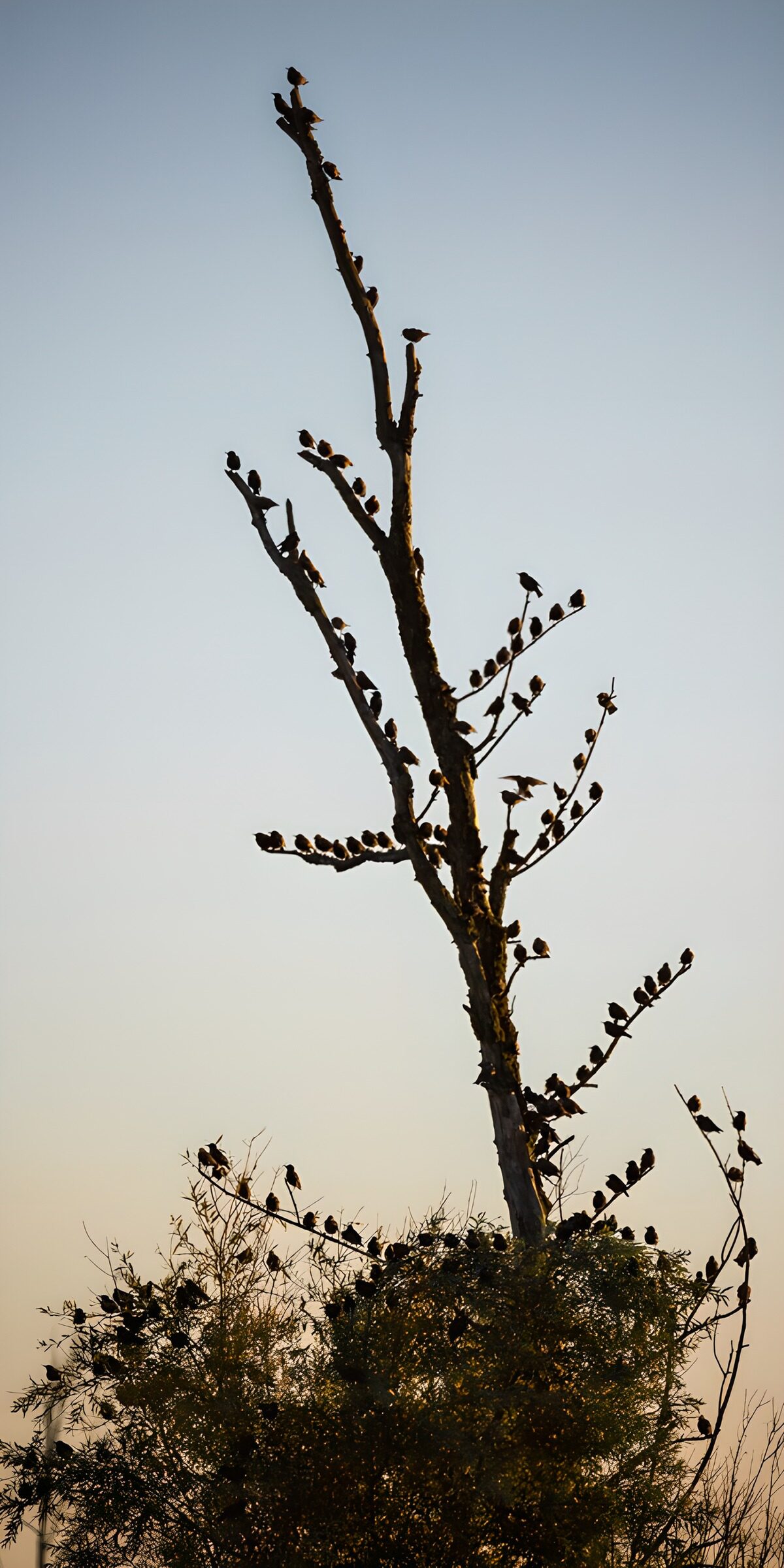 Birds on bare branches in warm light